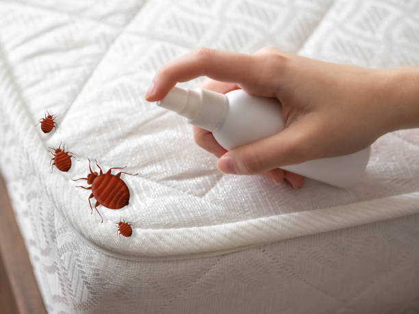 Insect Control in Lorenz Park, NY